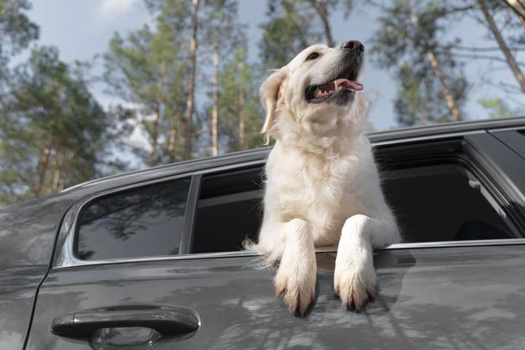 An image uploaded to Strapi called Traveling_with_a_Dog_in_the_Car_750x500